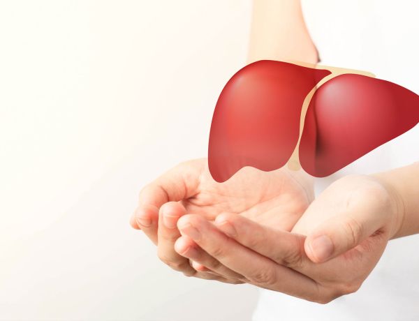 Hände halten ein rotes 3D-Modell einer menschlichen Leber als Zeichen für Organ- und Lebergesundheit.
