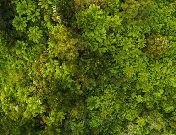 Wald von oben fotografiert