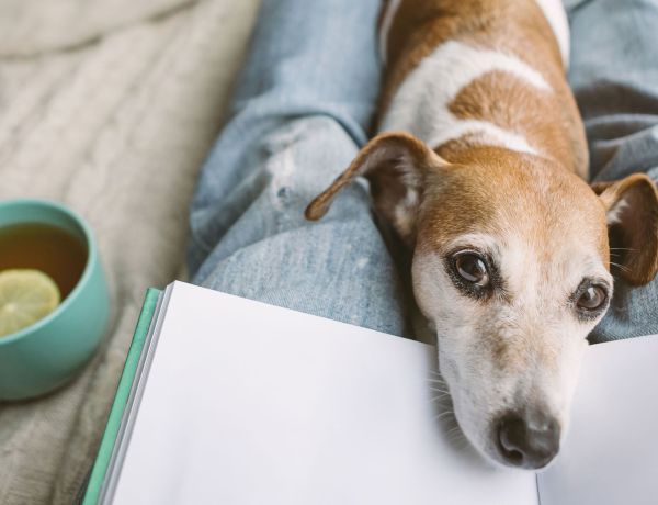 Hund liegt ruhig und schaut in die Kamera