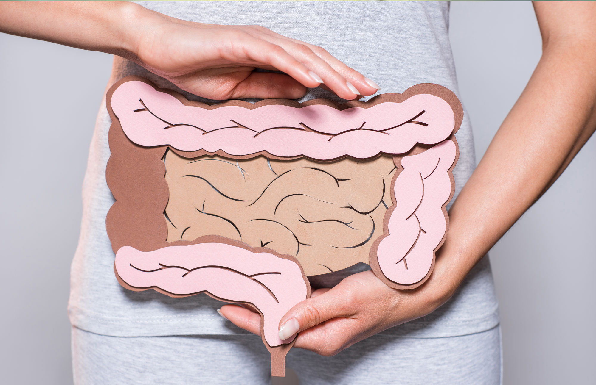 Hände halten ein anatomisches Modell des menschlichen Darms als Symbol für Verdauung.