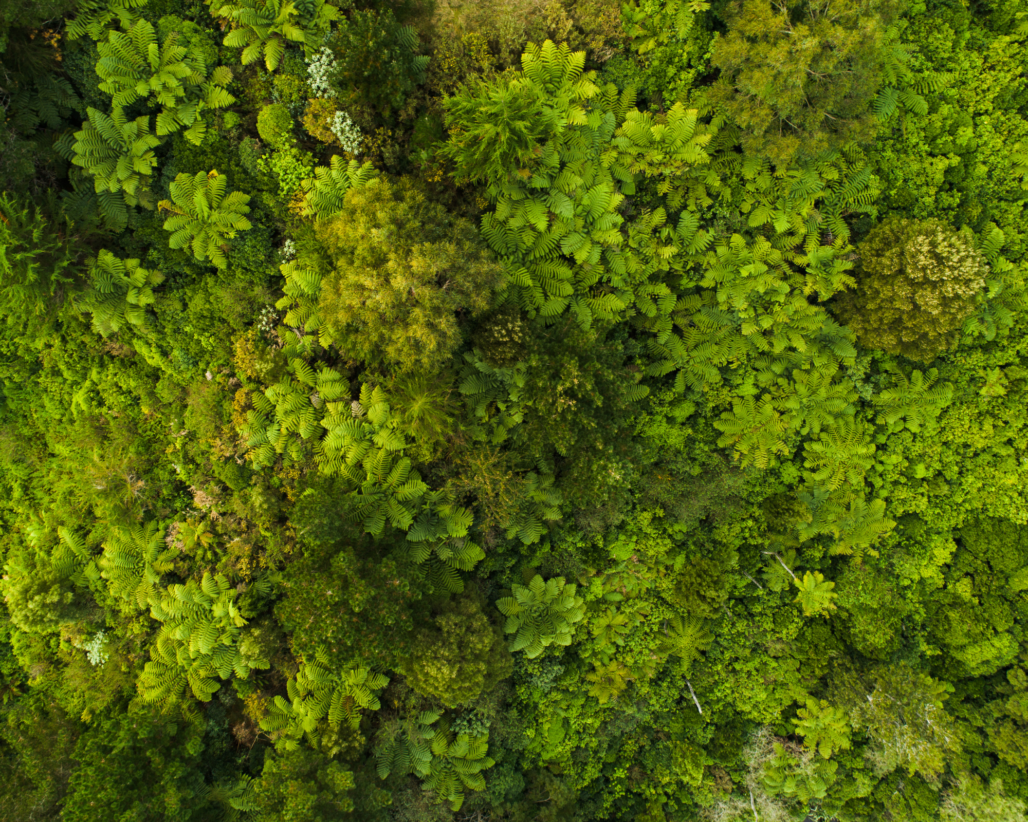 Wald von oben fotografiert